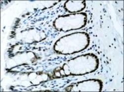Histone H3 Antibody - BSA Free, Novus Biologicals 0.025mL:Antibodies, Polyclonal